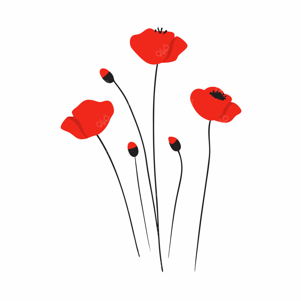 تصویرسازی وکتور تخت گل‌های شقایق قرمز دشتی در پس‌زمینه سفید