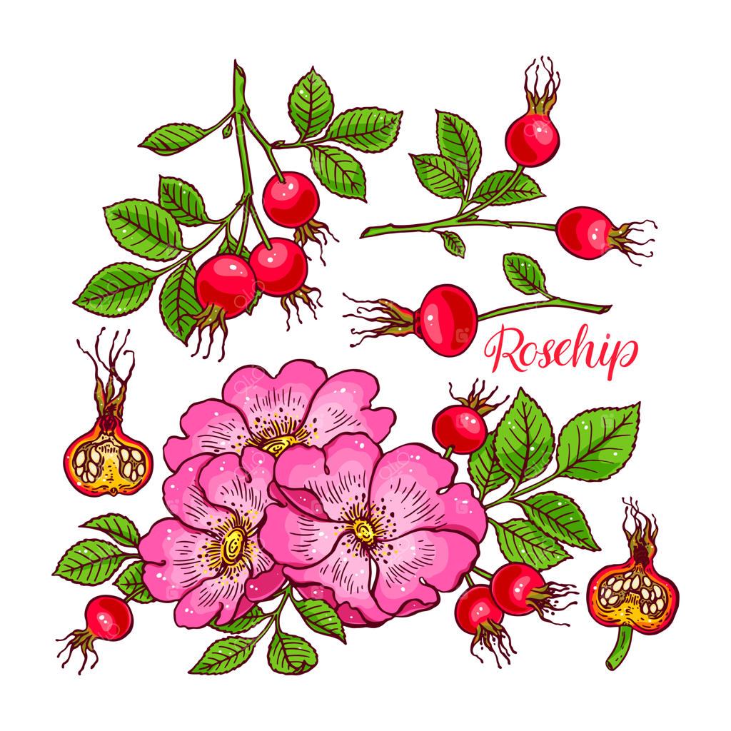 مجموعه زیبای گل‌ها و میوه‌های نسترن. تصویرسازی دستی