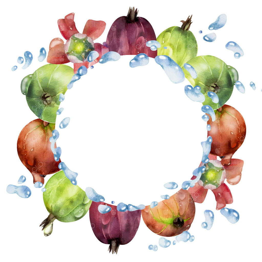 حلقه‌ای از انگور فرنگی و توت‌های زغال‌اخته با پاشیدن آب و قطرات شبنم گل‌ها، طراحی شده با آبرنگ. کاسیس و یوستبری تازه باغ. قاب دایره‌ای مجزا. دستورپخت خانه و میوه‌های تازه بازارچه.