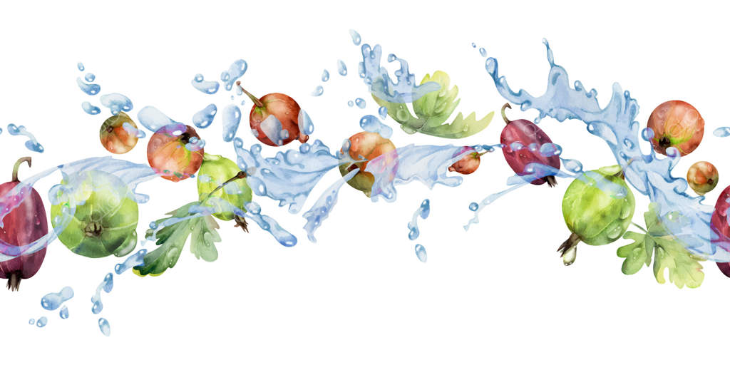 انگور فرنگی و توت فرنگی در پرواز با قطرات آب و برگ‌های سبز، باغ تابستانی رسیده به تصویر کشیده شده با آبرنگ. بنر پیوسته برای مرباهای خانگی، لوازم‌التحریر، منو، کتاب آشپزی