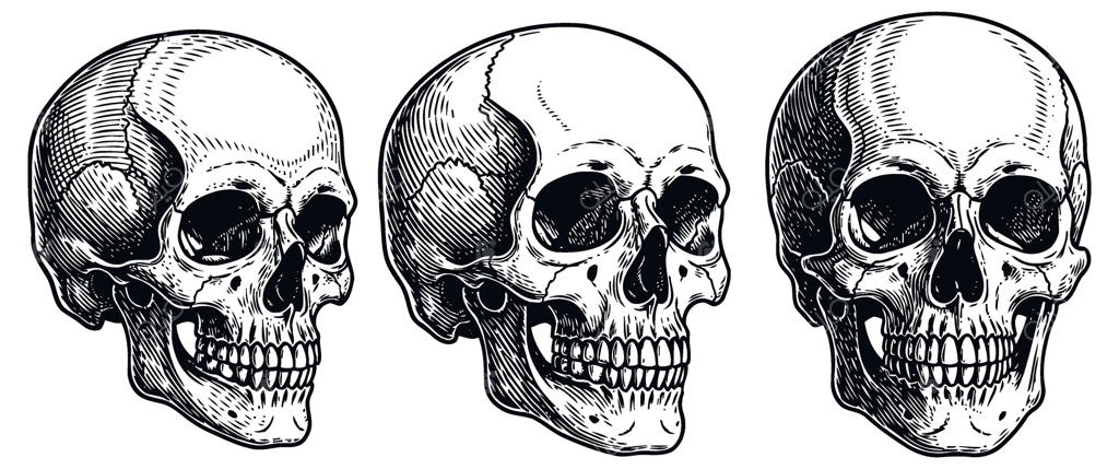 تصویرسازی‌های دقیق جمجمه انسان از زوایای مختلف، آناتومی، ساختار اسکلتی، استخوان‌شناسی و طراحی پزشکی