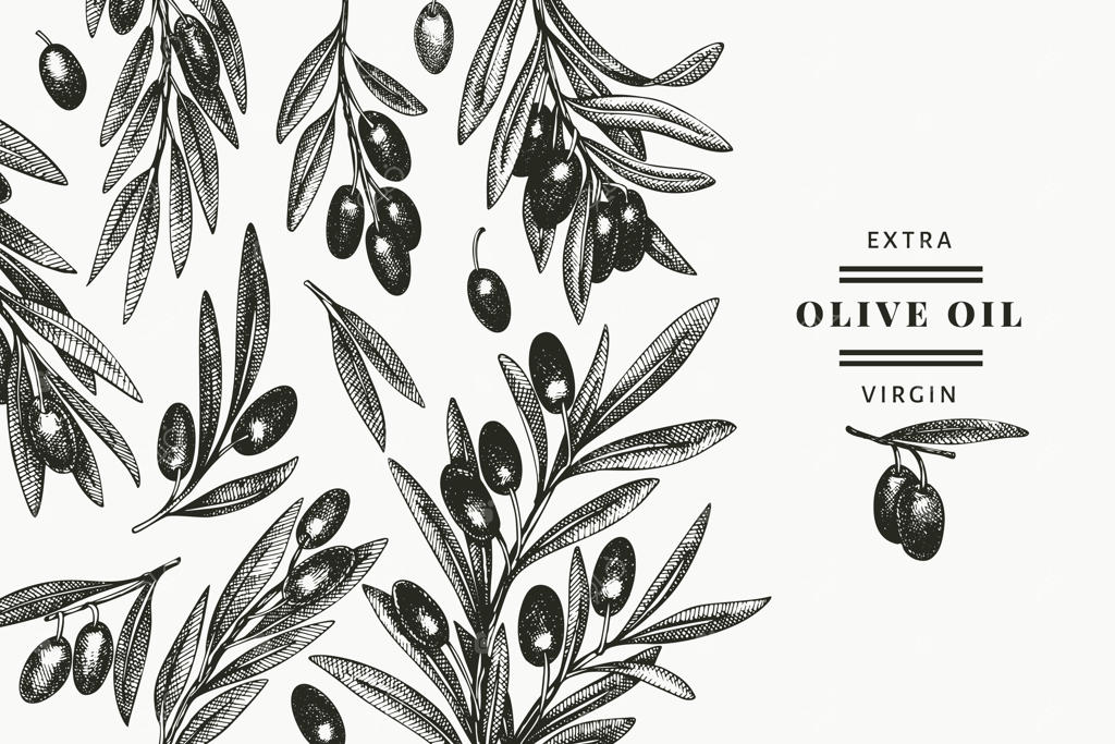 قالب طراحی شاخه زیتون: تصویرسازی غذایی دستی. گیاه مدیترانه‌ای به سبک حکاکی. تصویر گیاهی قدیمی.