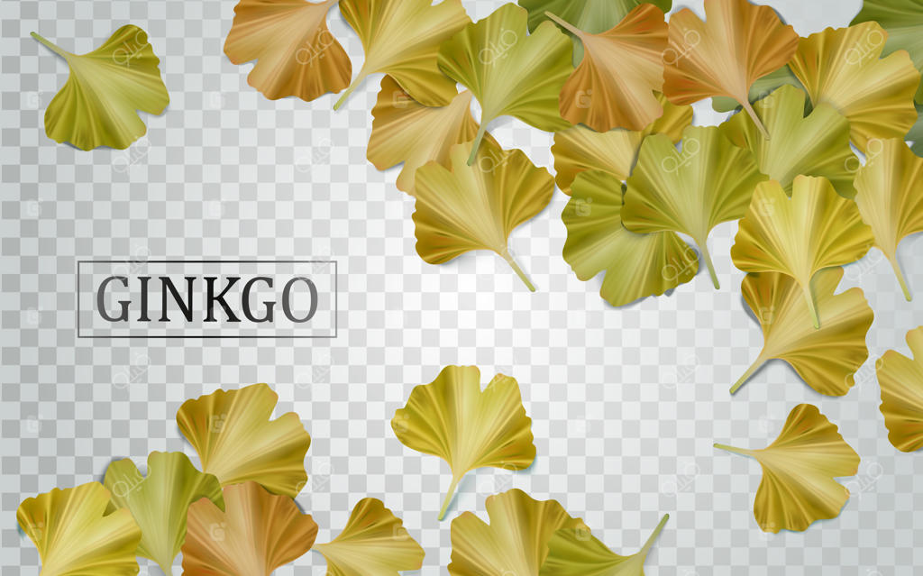 عناصر جینکگو بیلوبا با برگ‌ها