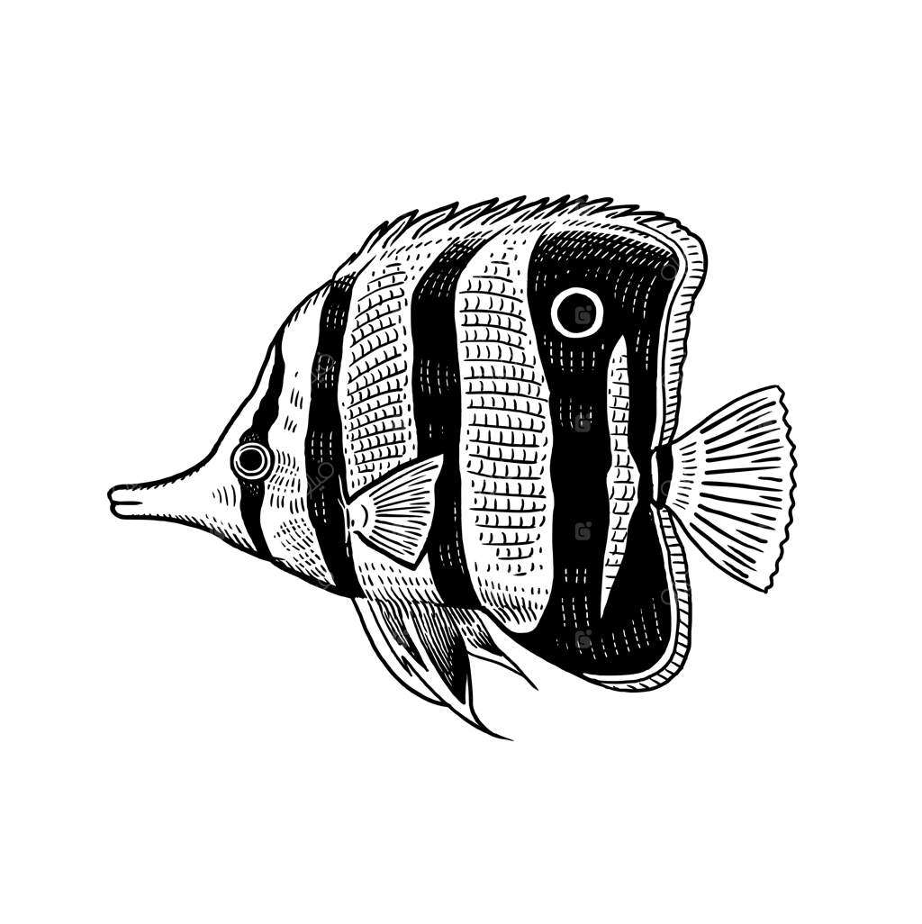 ماهی مرجانی بر روی زمینه سفید.