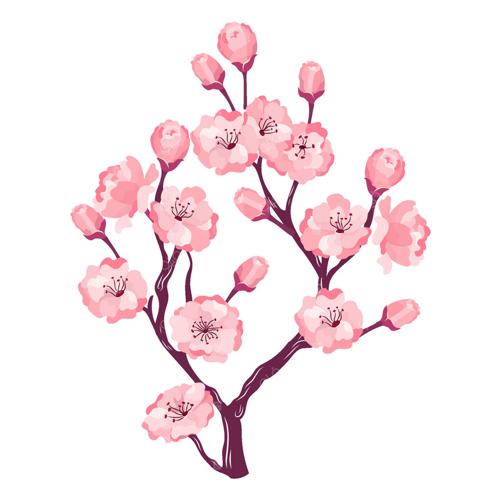 شاخه‌ای از شکوفه‌های صورتی نرم ساکورا: تصویرسازی. قالب و طرح شکوفه‌های گیلاس. طراحی باغ ژاپنی و آسیایی در بهار. تصویر کارتونی در پس‌زمینه سفید