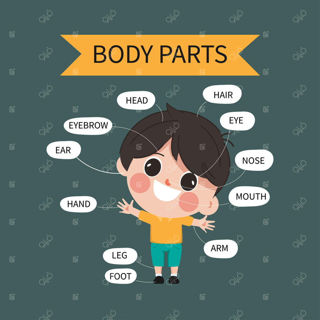 قسمت‌های بدن پسر در طراحی کارتونی بامزه وکتور