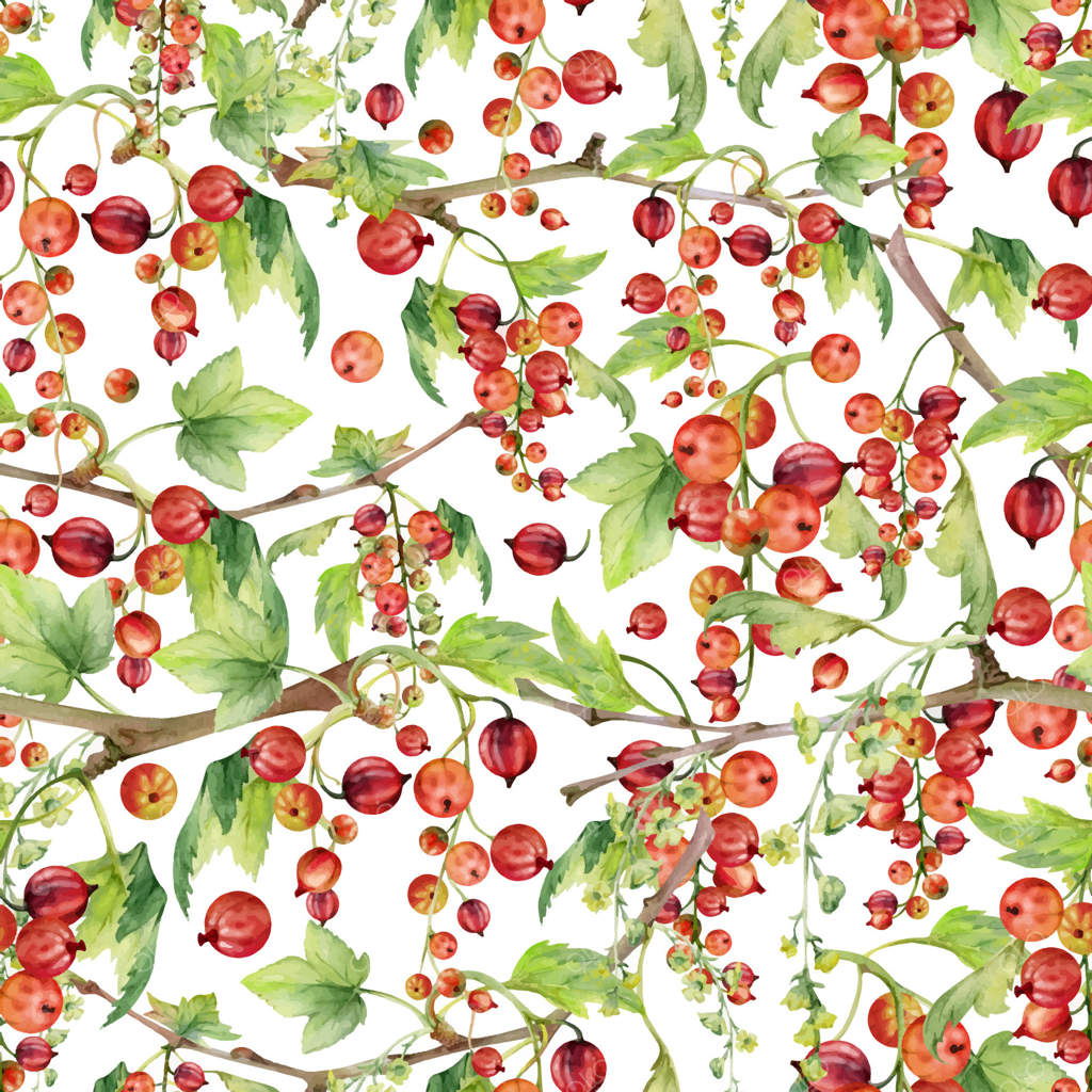 عناصر تزئینی انگور فرنگی: خوشه‌های بلندی از گل‌ها، برگ‌های سبز و توت‌های باغی بر روی شاخه‌ها. پترن یکپارچه و ایزوله شده، دست کشیده با آبرنگ. طراحی برای نوشیدنی‌های دست‌ساز، بسته‌بندی و کاغذدیواری پس‌زمینه.