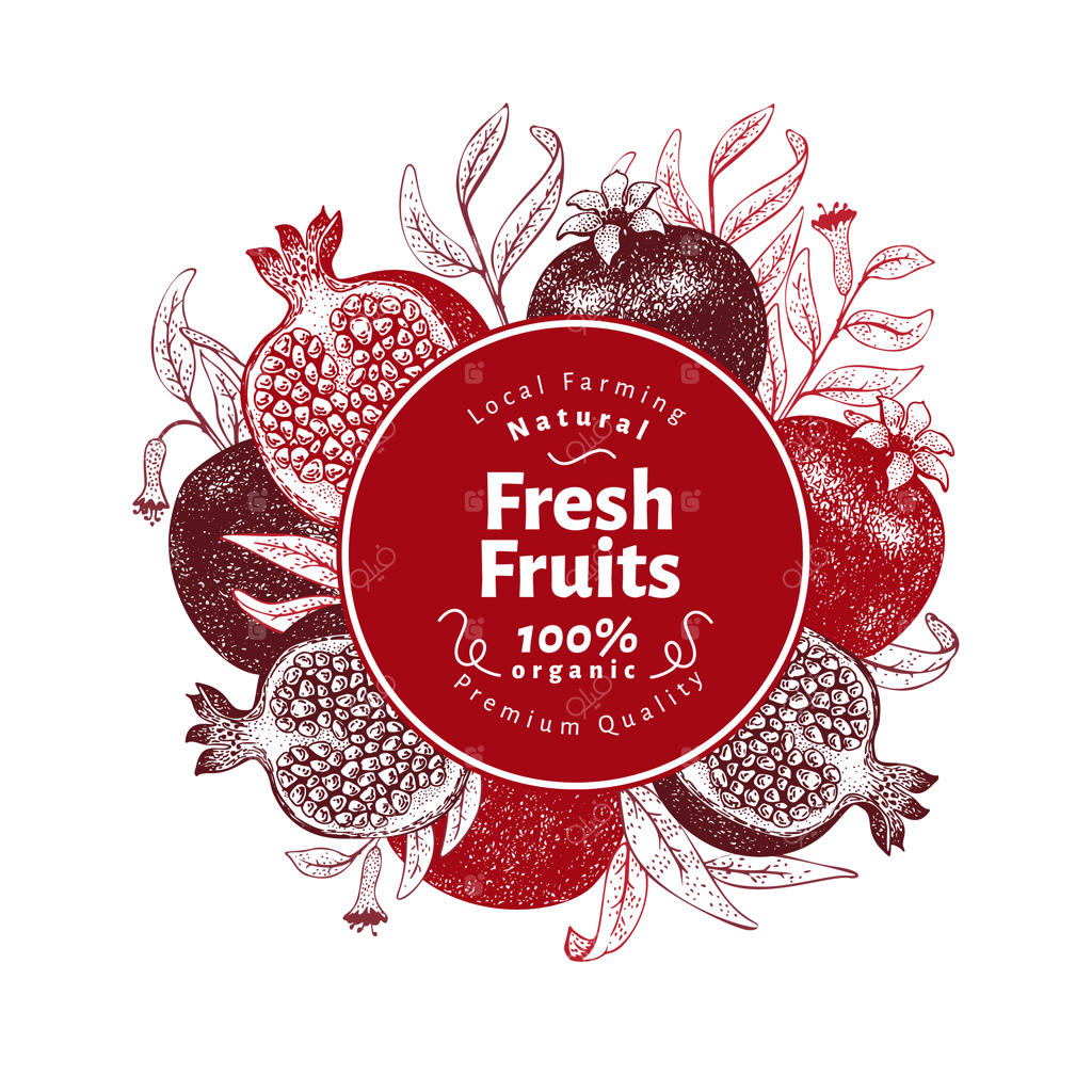 قالب طراحی انار: طرح میوه به سبک حکاکی وکتور دستی، قاب گیاهی کلاسیک و قدیمی.