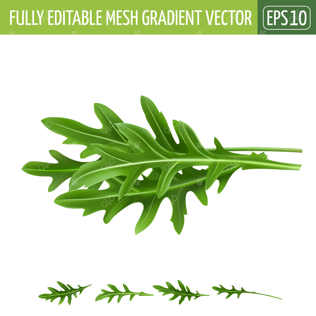 تصویر آرگولا روی زمینه سفید