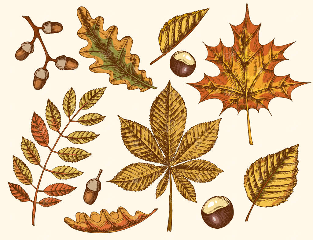مجموعه برگ‌های پاییزی. برگ‌های دست‌کشیده افرا، توس، شاه‌بلوط، بلوط، زبان‌گنجشک، و بلوط. طراحی قدیمی