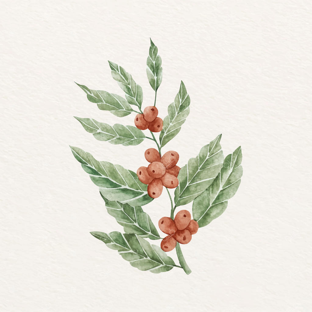 تصویرسازی گیاه قهوه با آبرنگ