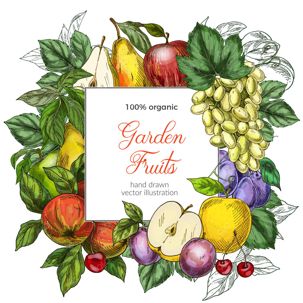 پترن بنر مربع میوه‌ها