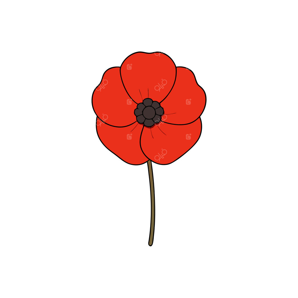 گل شقایق قرمز ساده