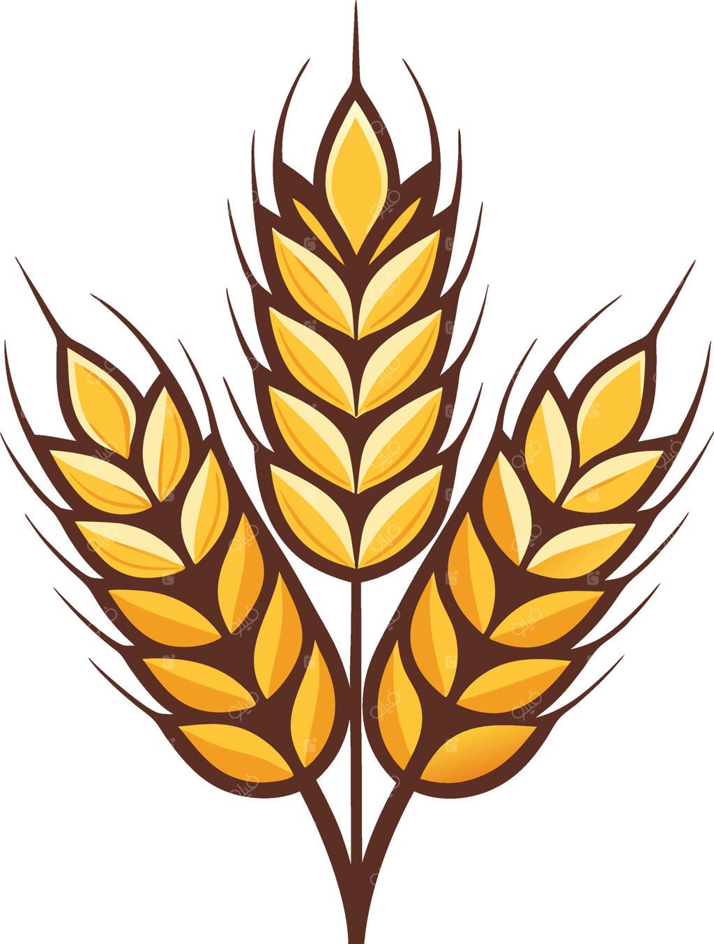 تصویرسازی خوشه‌های طلایی گندم برای طرح‌های کشاورزی و صنایع غذایی