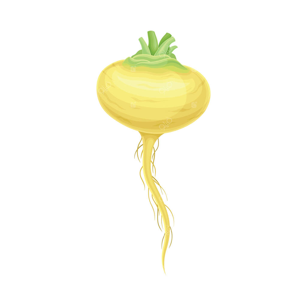 تربچه رسیده: خوراکی خام سالم و تصویر نزدیک از گیاه باغی