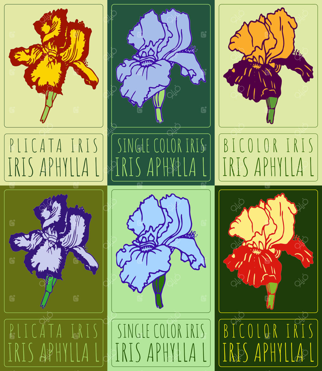 انواع نقاشی‌های رنگ‌آمیزی گل زنبق باغ. تصویرسازی دستی. نام لاتین IRIS APHYLLA L.