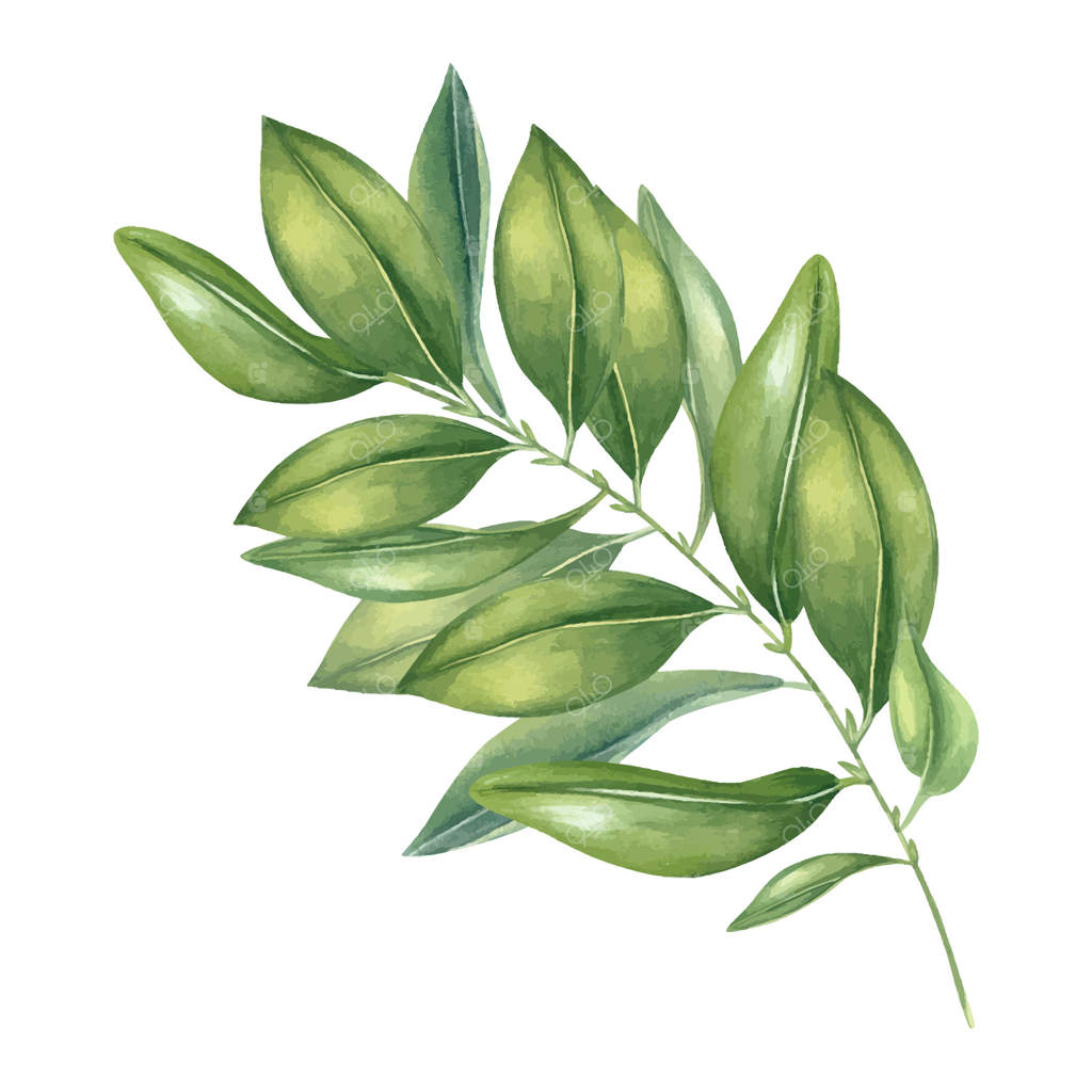 شاخه درخت مرکبات با برگ‌های سبز براق آبرنگی - پس‌زمینه‌ای جداگانه. شاخ‌ و برگ‌های معطر دست‌نقاشی شده. عنصر گل برای بسته‌بندی غذای ارگانیک، برندینگ مراکز باغ و پوستر.