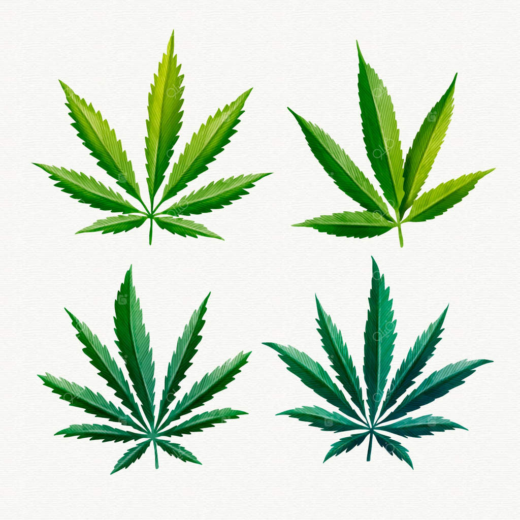 بسته برگ‌های شاهدانه با طرح آبرنگی