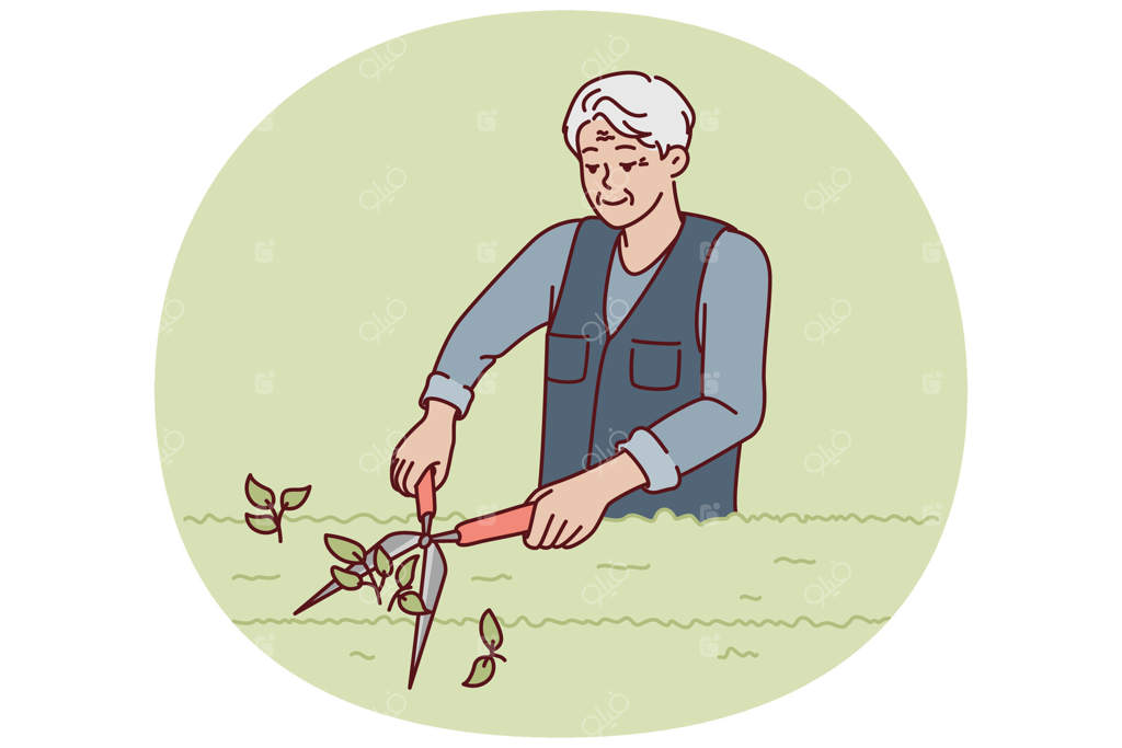 باغبان مسن در حال هرس بوته‌ها در پارک یا باغ با قیچی بزرگ باغبانی است.