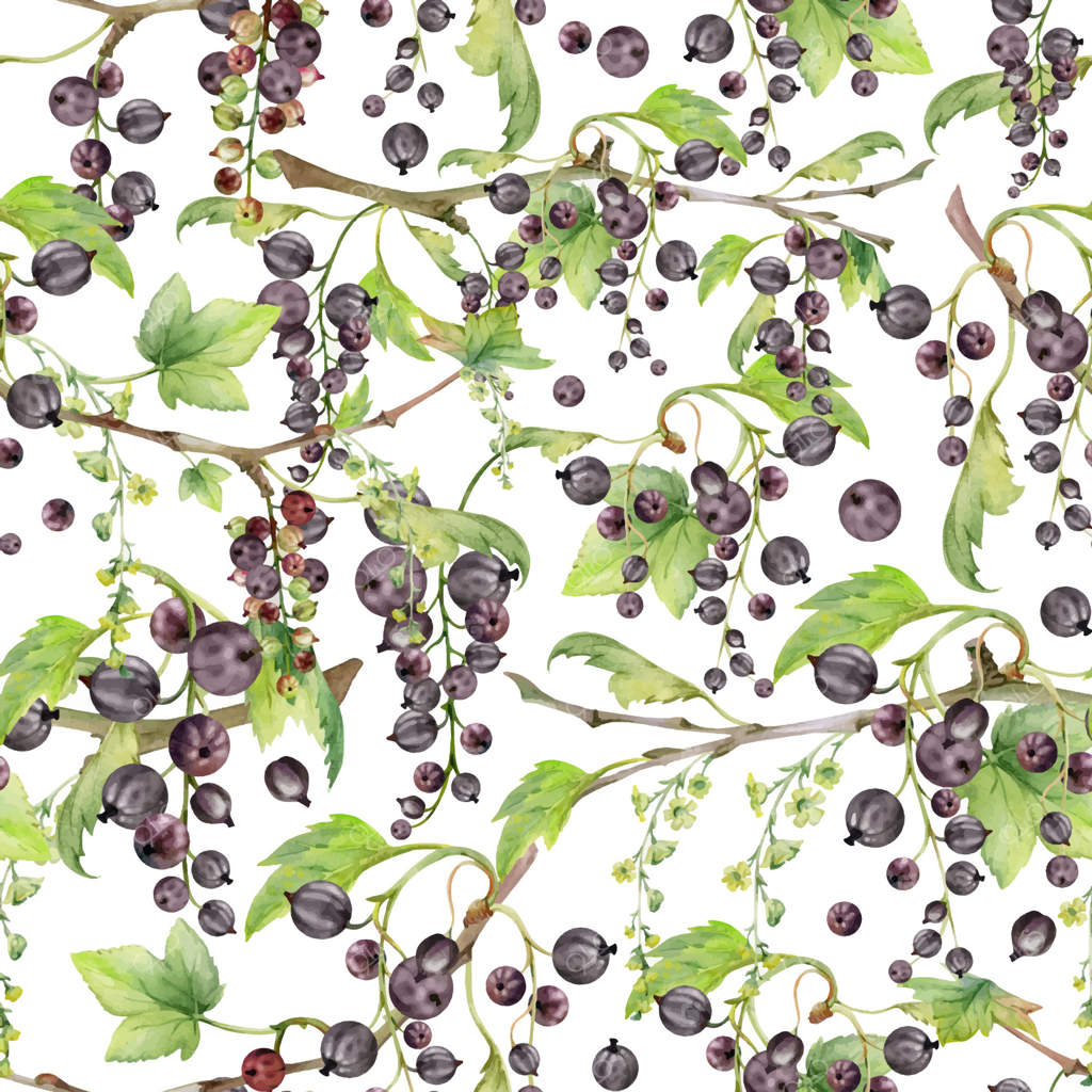 انگور فرنگی با برگ‌های سبز، خوشه‌های گل بلند، توت باغی آویزان از شاخه‌ها. پترن یکپارچه با نقاشی دست در آبرنگ. نوشیدنی‌های دست‌ساز، مواد غذایی، کاغذ دیواری و بسته‌بندی