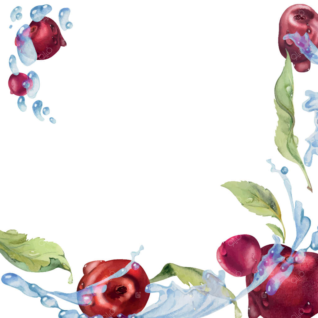 آلبالو ترش و شیرین در قطرات آب پرواز می‌کند، ترسیم شده با دست در آبرنگ، توت قرمز رسیده باغ و برگ‌ها. تصویر قاب مربعی جداگانه. منوی رستوران و کافه، بازار کشاورزان، عروسی.