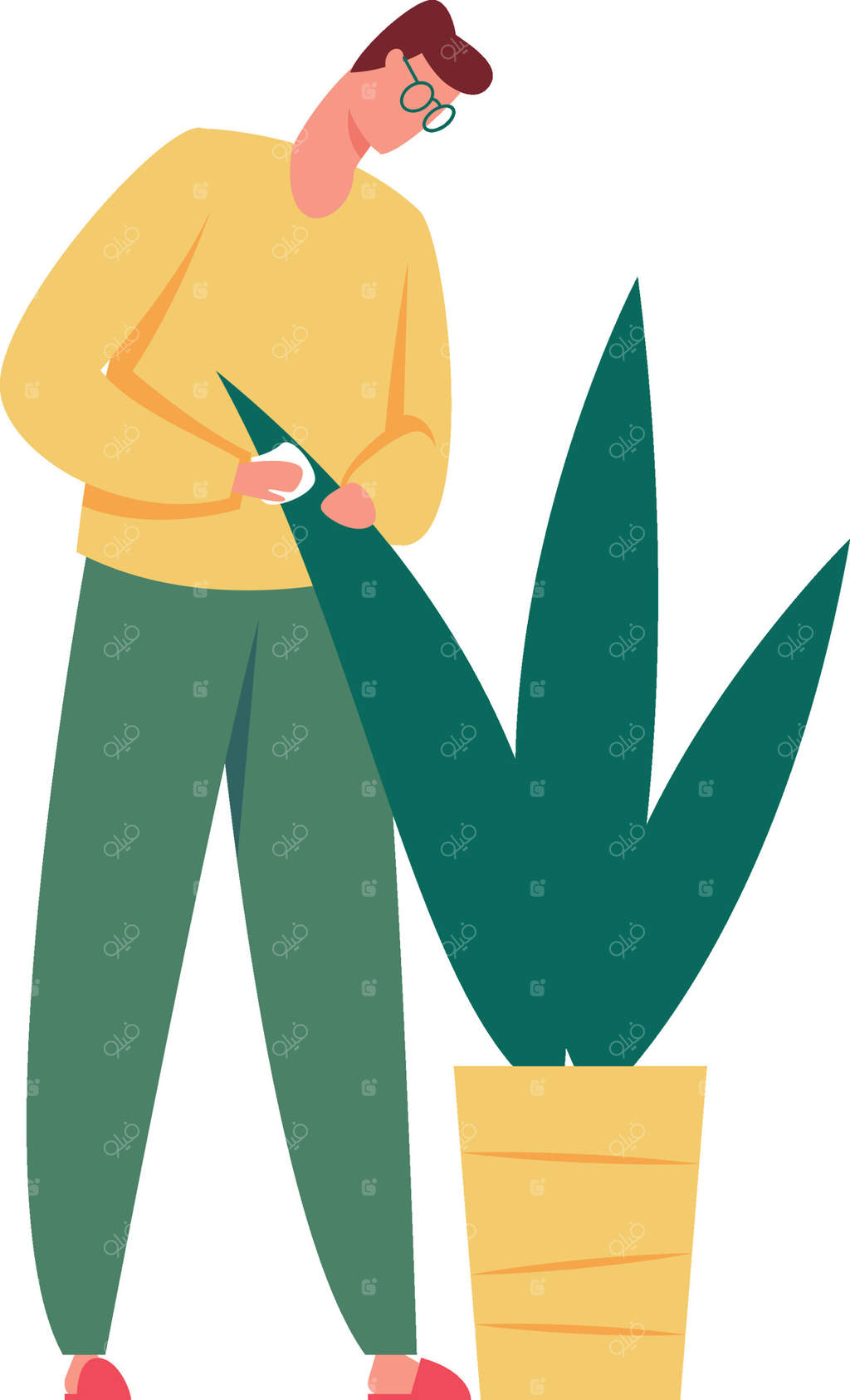 باغبانی در حال تمیز کردن برگ‌های گیاهان آپارتمانی، پاک کردن و پاشیدن آب، نگهداری از سبزی در خانه، و لذت بردن از سرگرمی پربار مراقبت و نگهداری گیاهان