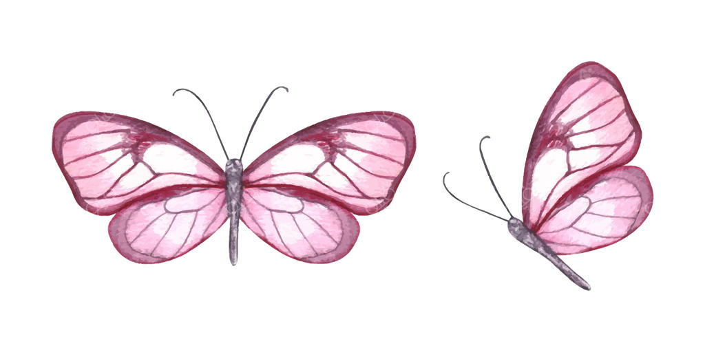 پروانه‌های صورتی باشکوه
