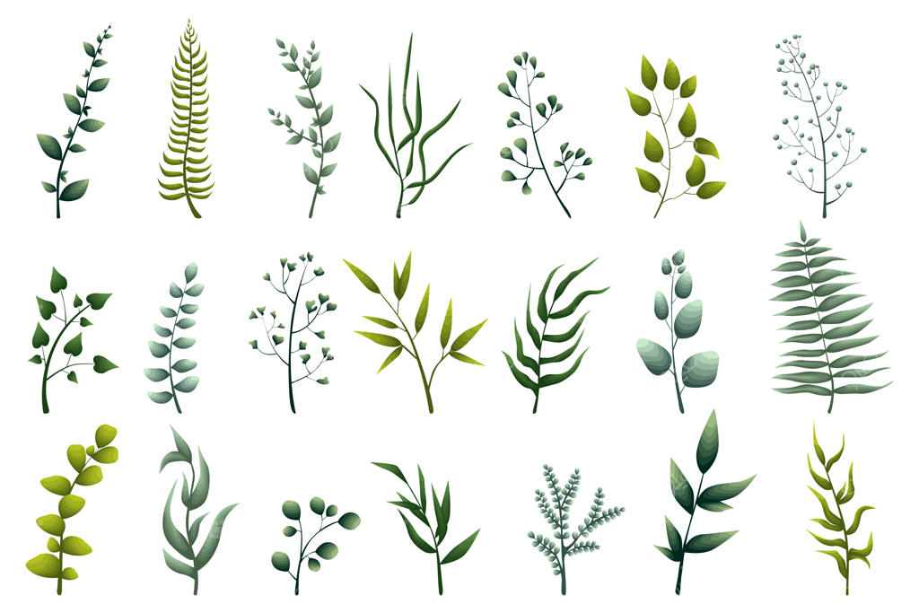 مجموعه‌ای از گیاهان سبز برگی، گیاهان جنگلی و برگ‌های استوایی