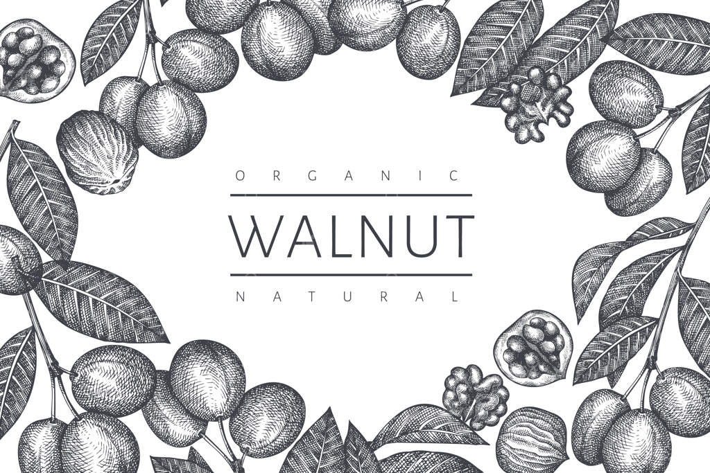 طرح دستی قالب گردو. تصویرسازی مواد غذایی ارگانیک. تصویرسازی قدیمی از گردو. پس‌زمینه گیاهی با سبک حکاکی.