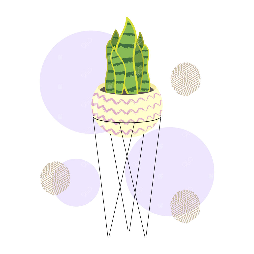 برگ‌های دست‌کشیده سنسی‌ویرا یا گیاهان مار در گلدان سرامیکی: گیاهان آپارتمانی برای دکوراسیون داخلی.