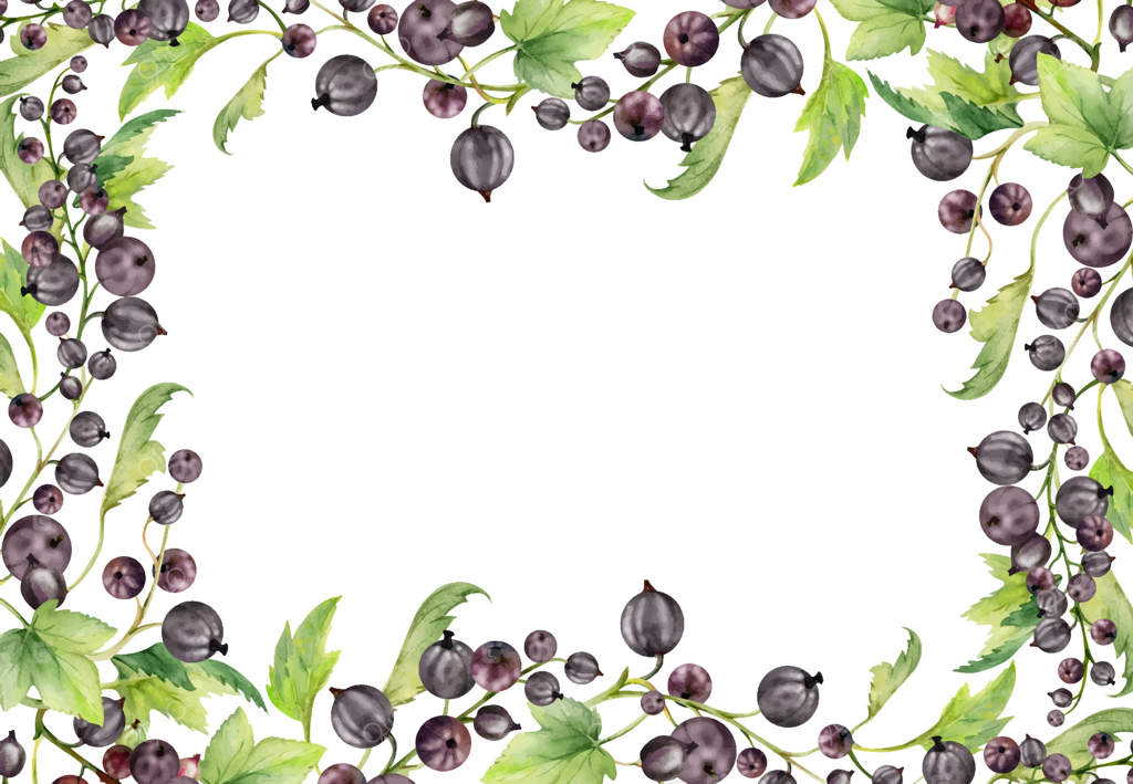 انگور فرنگی و کشمش با برگ‌های سبز بر روی شاخه، طراحی دستی با آبرنگ، خوشه‌ی توت‌های رسیده جونی-بری و یاستابه‌ری. قاب حاشیه‌ای برای منوی صنایع دستی و بازار کشاورزان و محصولات غذایی.