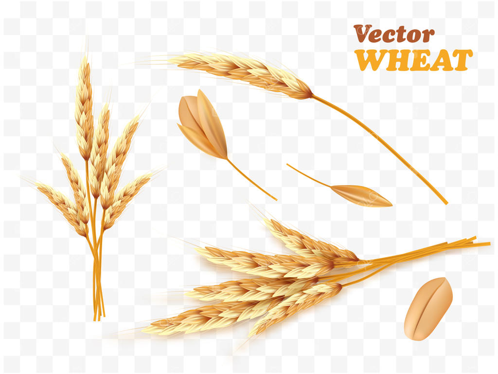 دسته واقعی خوشه‌های گندم و دانه‌ها بر روی زمینه سفید.