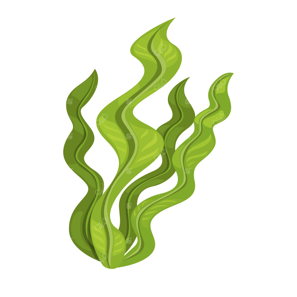 وکتور تصویرسازی کارتونی نماد جلبک دریایی