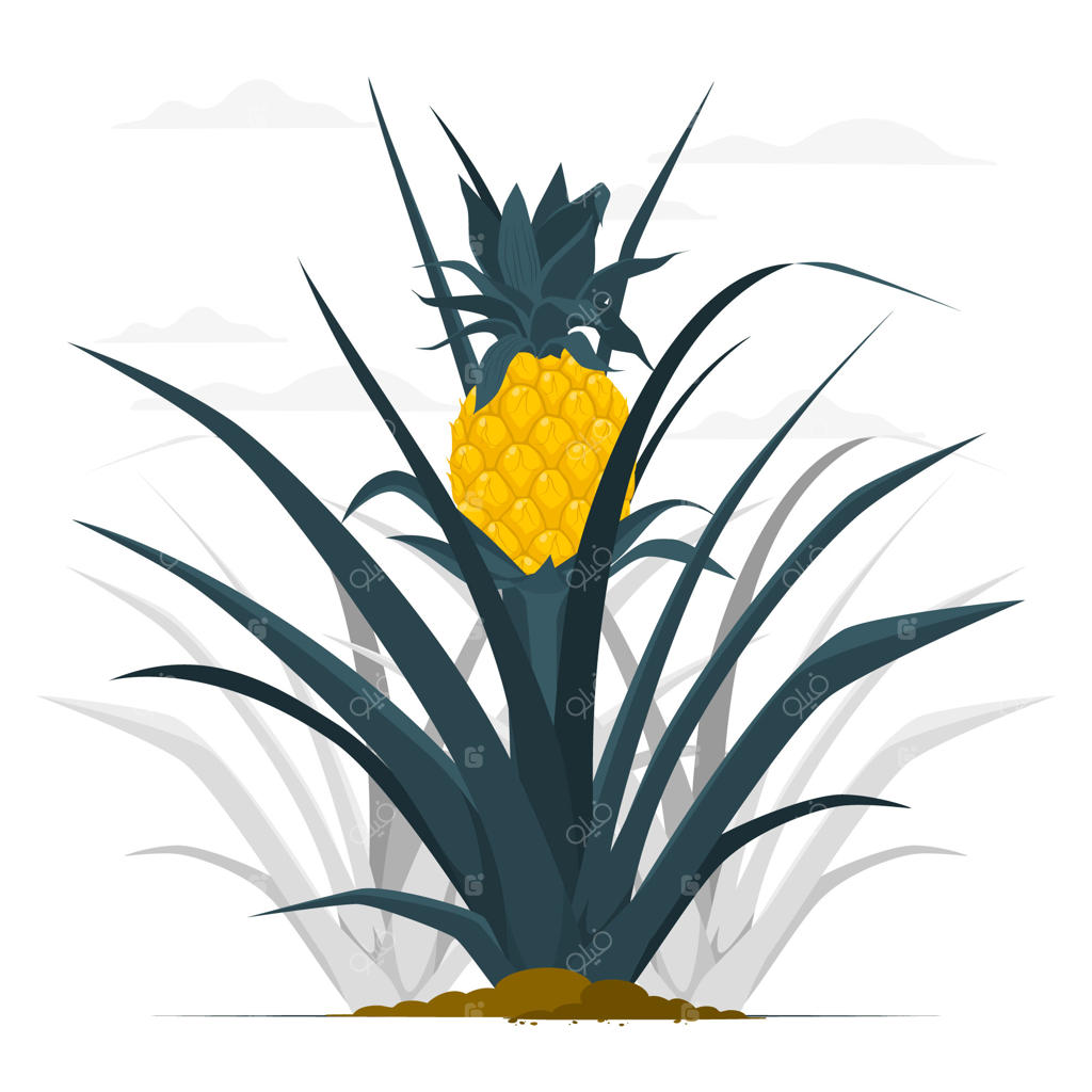 تصویر مفهومی درخت آناناس