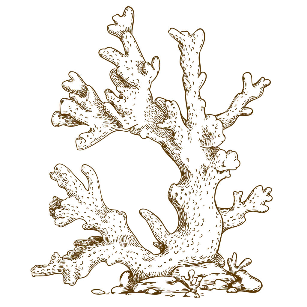 تصویرسازی حکاکی مرجان