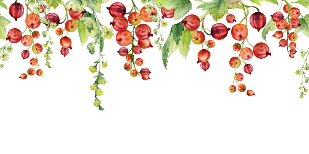 انگور فرنگی و انگور سیاه با خوشه‌های گل بلند، برگ‌دار روی شاخه، طراحی شده با آبرنگ، میوه‌های باغ رسیده، جوسبری و ژوئن بری. حاشیه بنر یکپارچه. منوی کافه، بازار کشاورزان