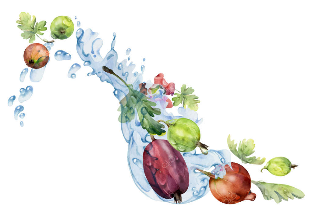 ترجمه عنوان: کشمش، انگور فرنگی و توت در پرتاب آب و قطرات شبنم روی برگ‌ها و گل‌ها، توت‌های رسیده باغ در کنار عسلک و جستا. نقاشی آبرنگ دست‌ساز. منوی کافه و بازار کشاورزی.