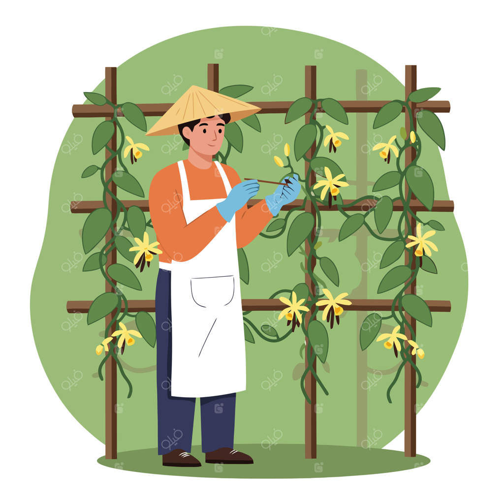 باغبانی در حال گرده‌افشانی گل‌های وانیل رشد یافته بر روی داربست در محیط خارجی