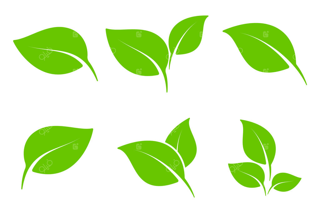 مجموعه المان‌های برگ سبز برای طراحی برچسب‌های طبیعی، ارگانیک و وگان