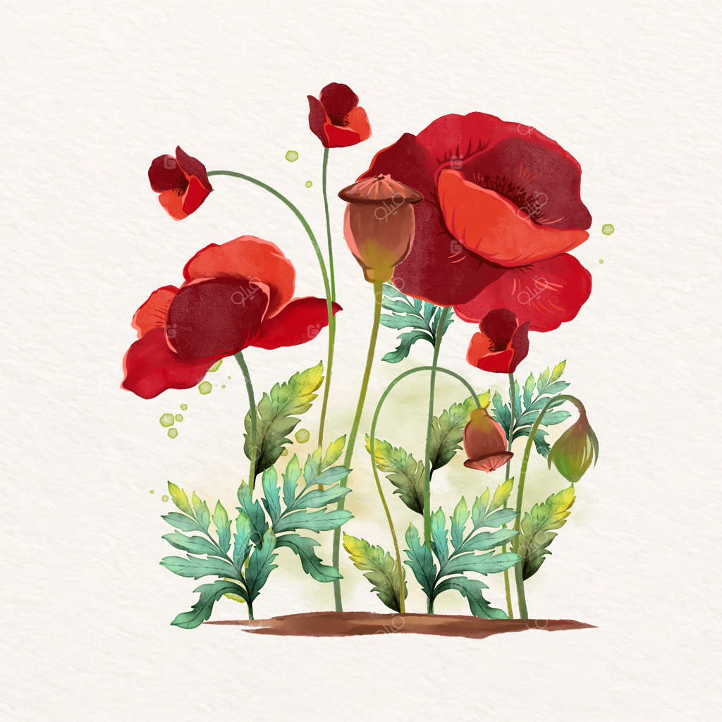 تصویرسازی گل شقایق با آبرنگ