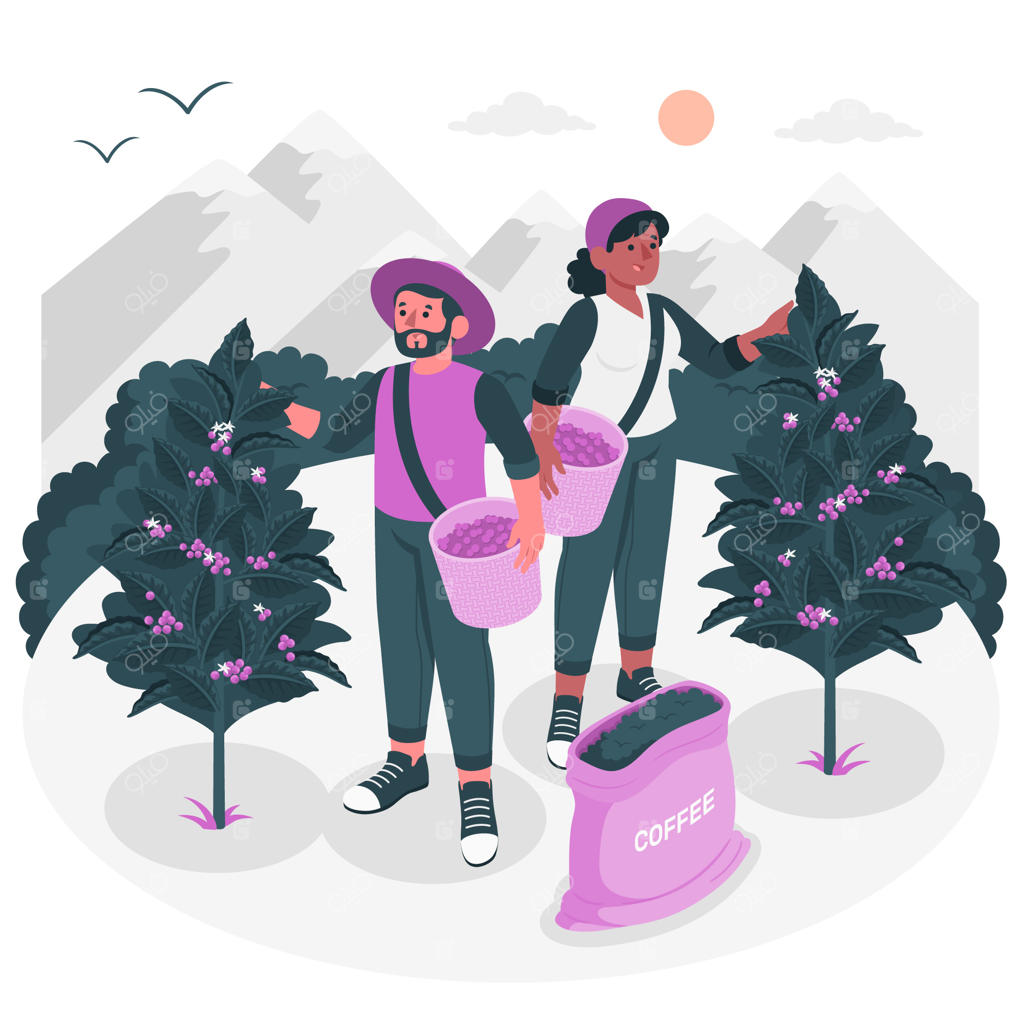 تصویرسازی مفهومی مزرعه قهوه