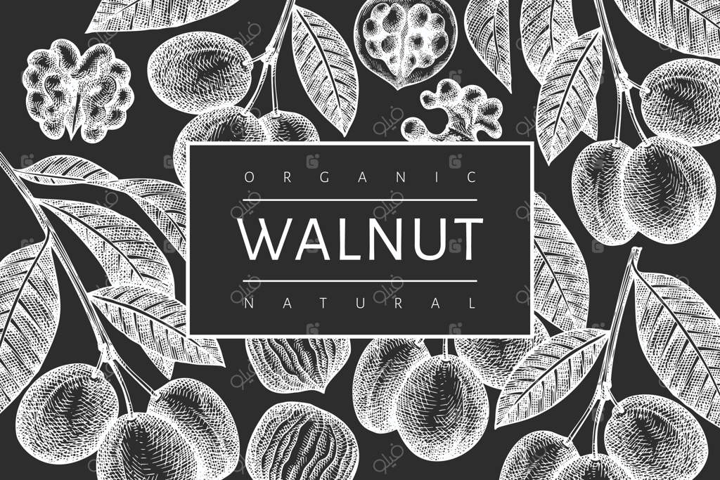 طرح کشیده شده با دست از گردو. تصویر غذاهای ارگانیک روی تخته سیاه. تصویر قدیمی از آجیل. پس‌زمینه گیاهی به سبک حکاکی.