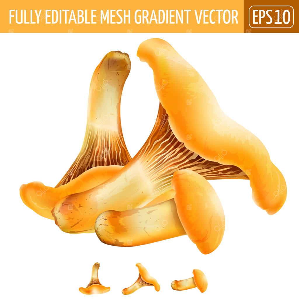 تصویر قارچ‌های چانتترل روی پس‌زمینه سفید