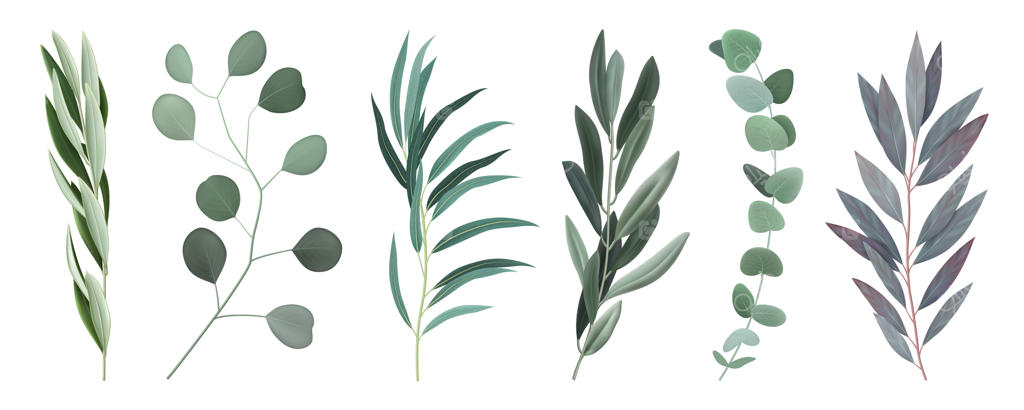 شاخه‌های اکالیپتوس با برگ‌های نقره‌ای و سبز خاکستری - مجموعه وکتور واقع‌گرایانه