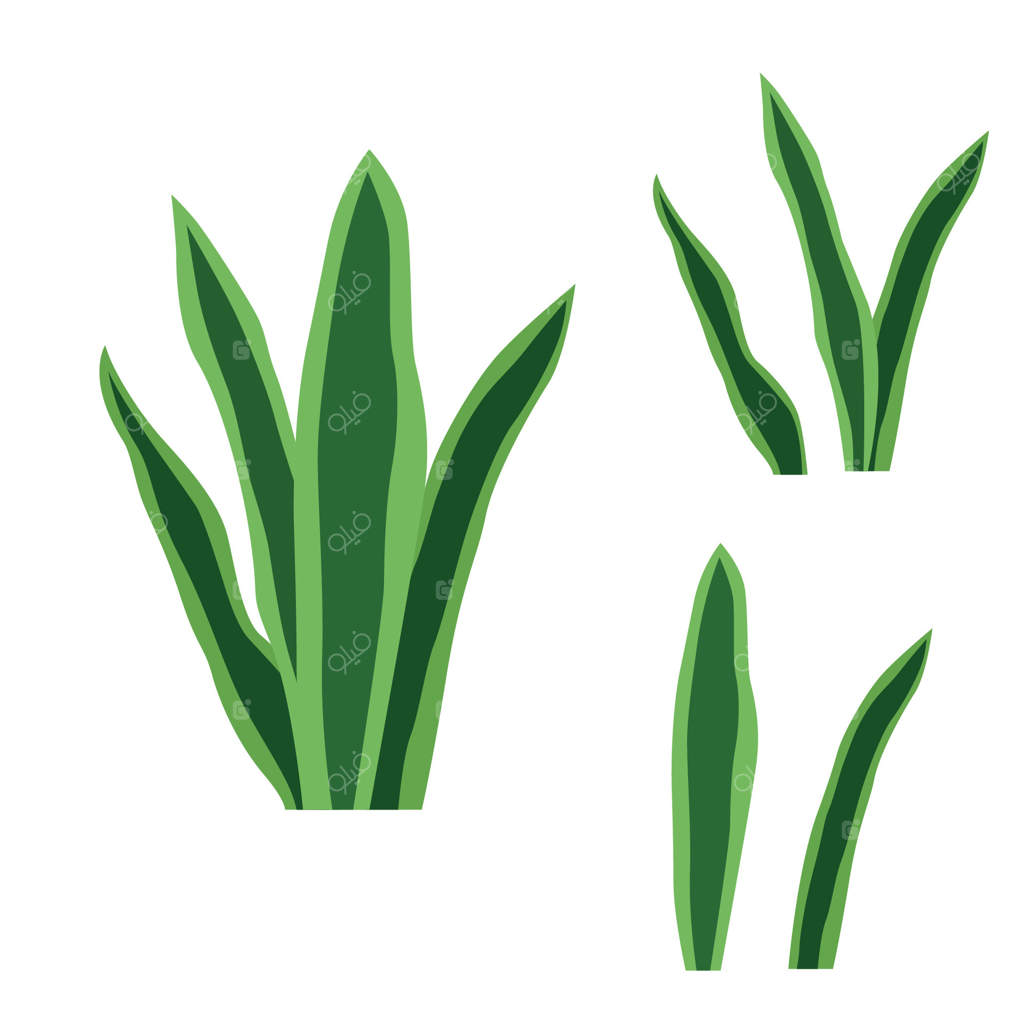 عناصر برگ‌های سبز و تازه گیاهان گرمسیری در پارک و باغ