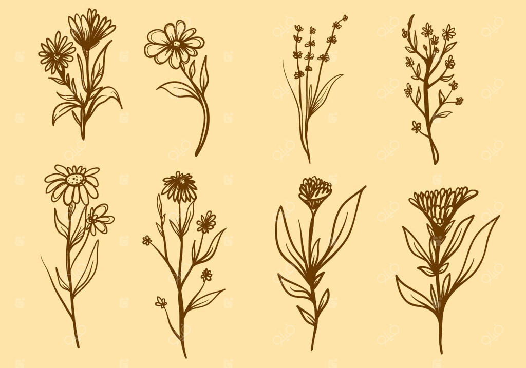 وکتور رایگان گیاهان دارویی