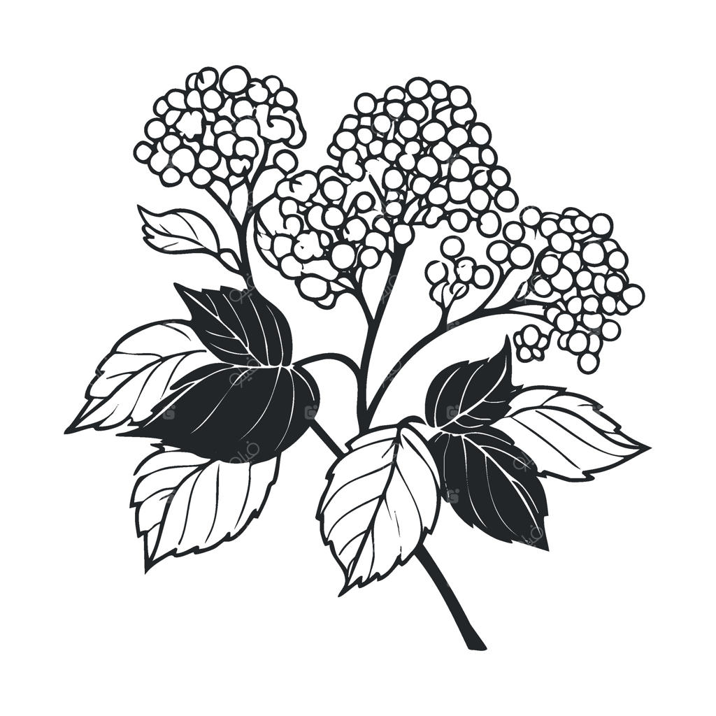 تصویر سازی گیاهی زیبا از شکوفه‌ها و برگ‌ها