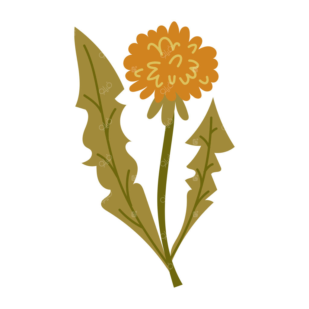 گل‌های قاصدک زرد: شکوفه‌های طلایی روی ساقه‌های بلند با برگ‌های دندانه‌دار. گیاه باغچه‌ای. آرایش گل‌ها روی زمینه سفید. تصویرسازی گیاهی استایل شده برای هرباریوم و اسکرپ‌بوکینگ.