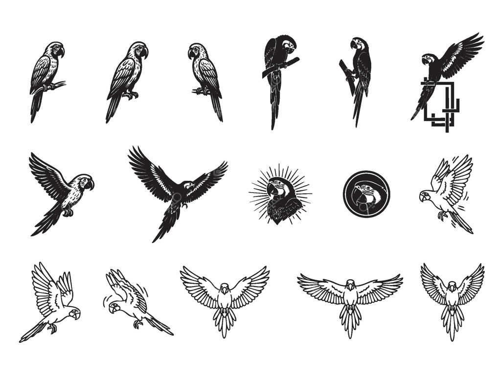 تصاویر طوطی‌ها در حالات مختلف: نشسته، در حال پرواز و به صورت سیلوئت و خطی، مناسب برای برندینگ مناطق گرمسیری یا حیات وحش.