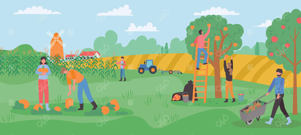 گردهمایی پاییزی: کشاورزان میوه‌های برداشت‌شده را در باغ گردآوری می‌کنند